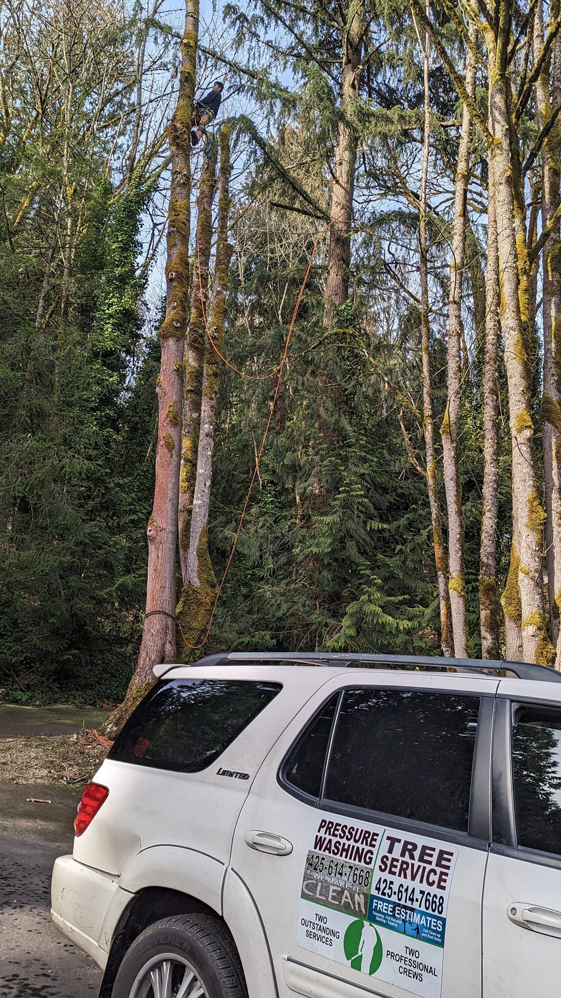 White SUV parked near tall trees in a forest; mossy bark, green foliage.