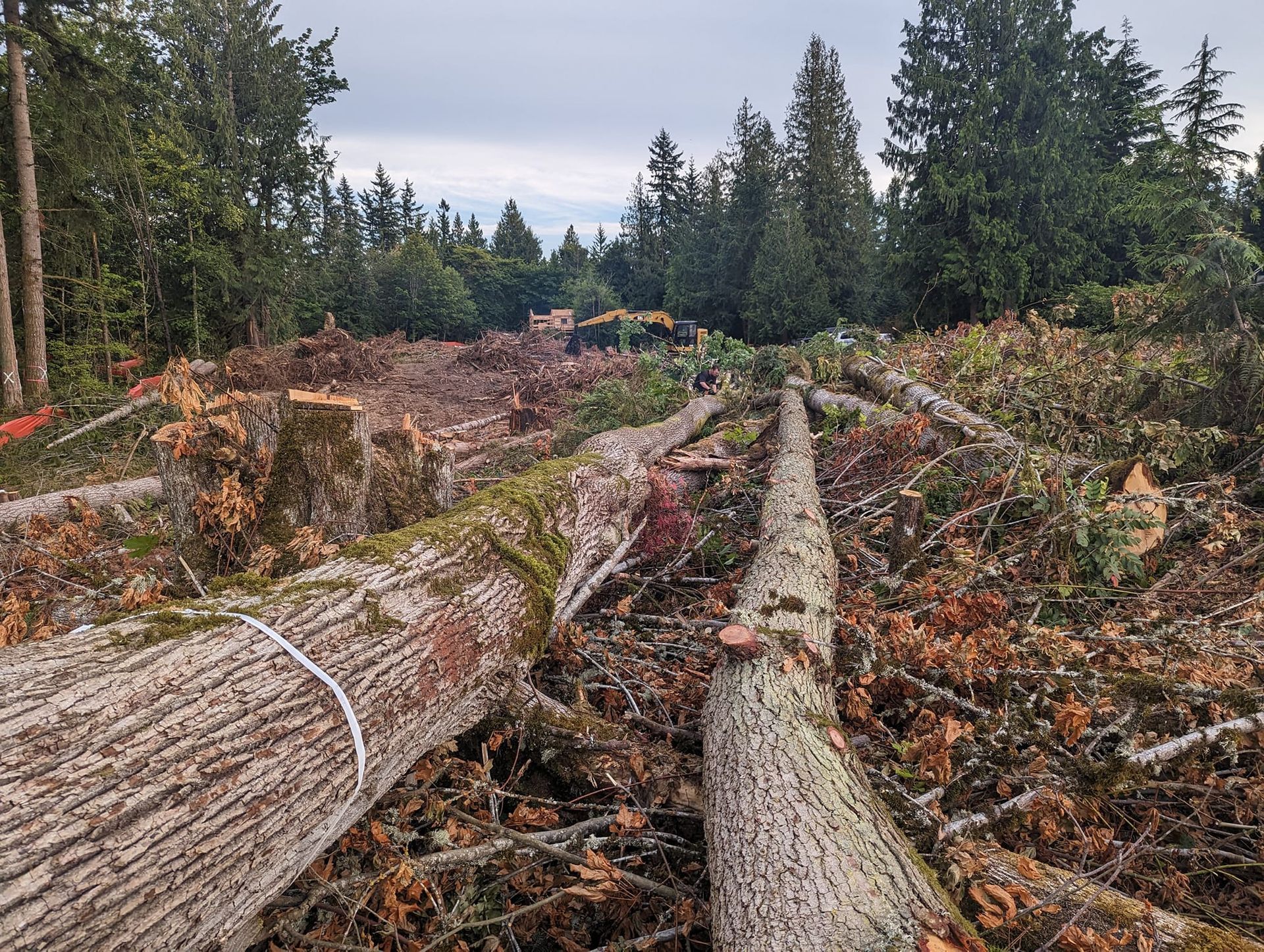 Felled trees and scattered debris in a logged forest area, with machinery visible in the distance under a cloudy sky.
