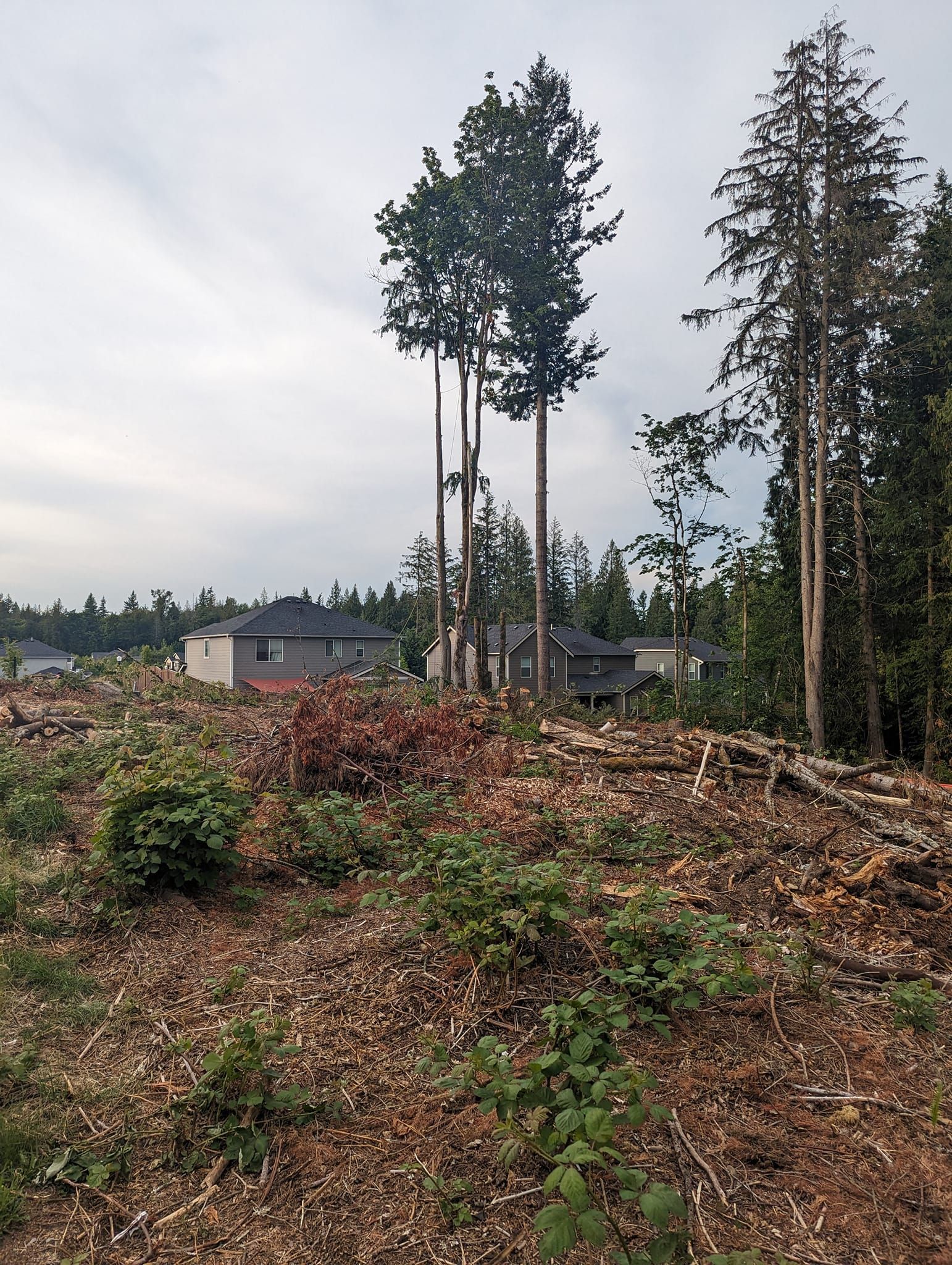 Cleared land with a few tall trees. Houses in the background. Overcast sky.
