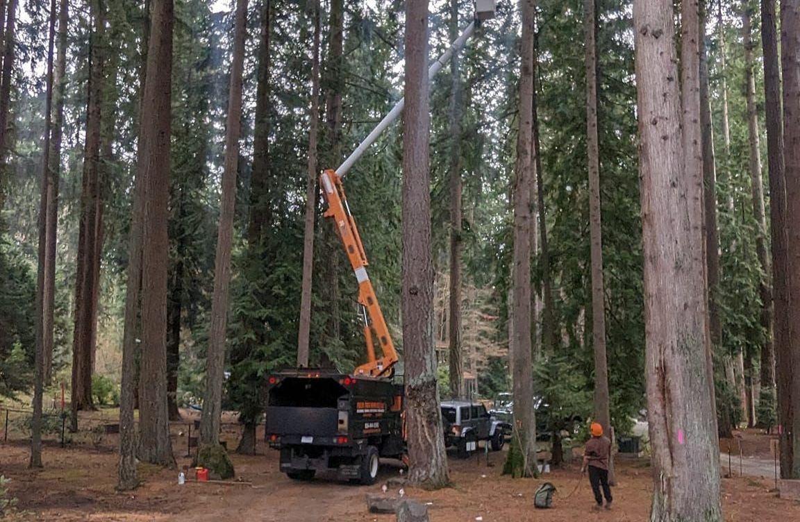 Tree-cutting operation: truck with boom lifts into tall trees; worker watches from ground.