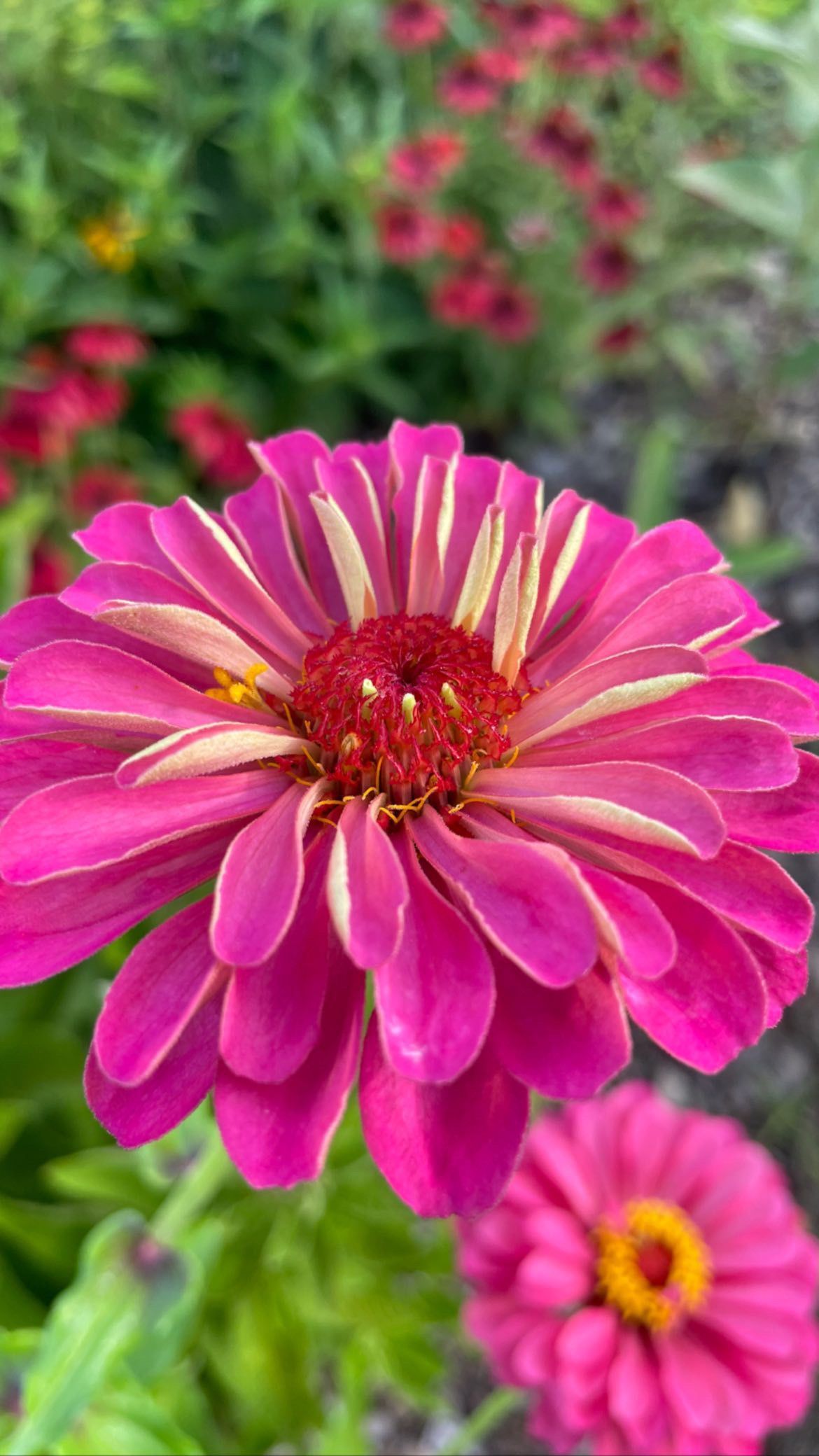A close up of a pink flower with a yellow center in a garden.
