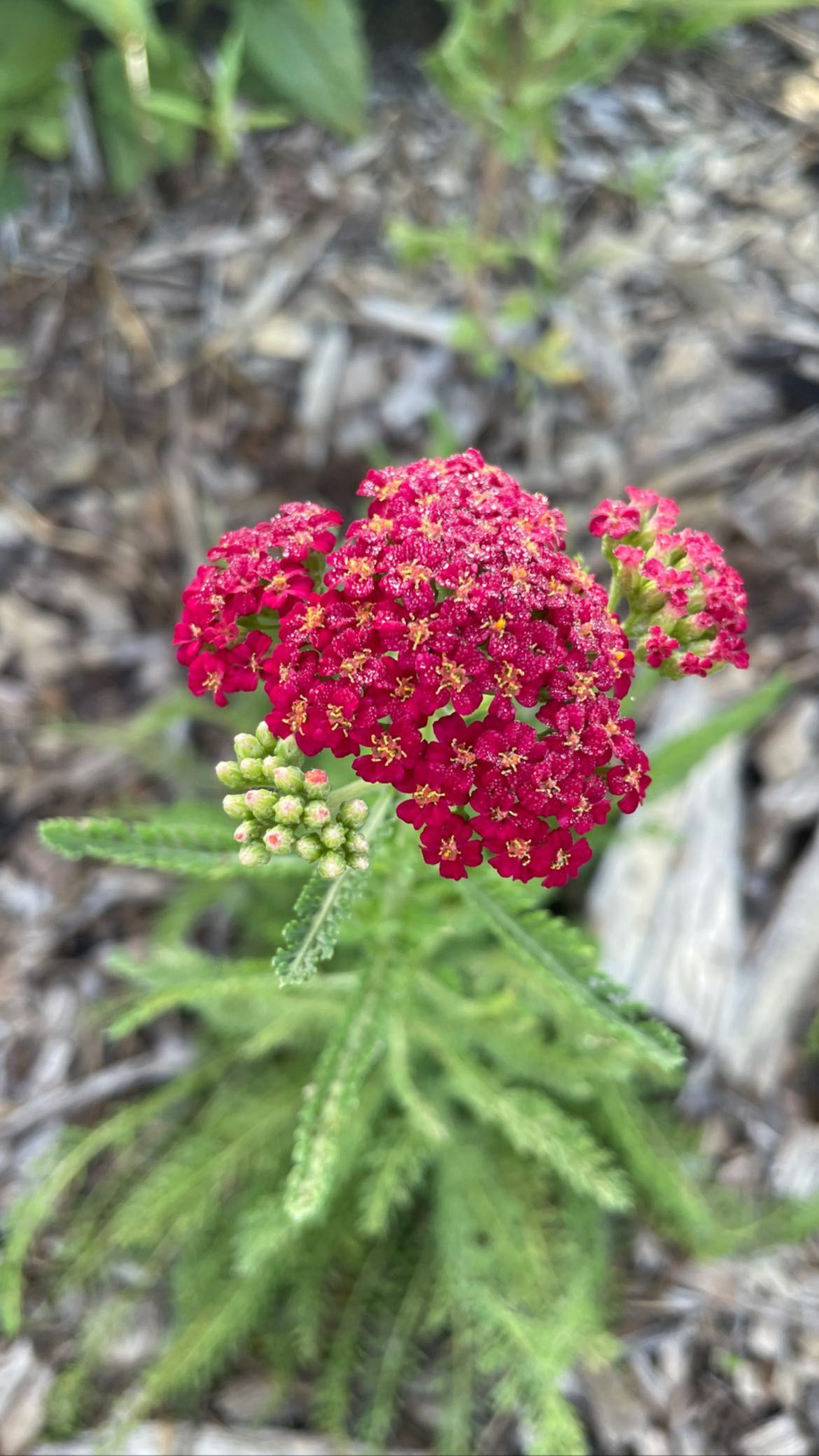 A close up of a red flower with green leaves on a plant.