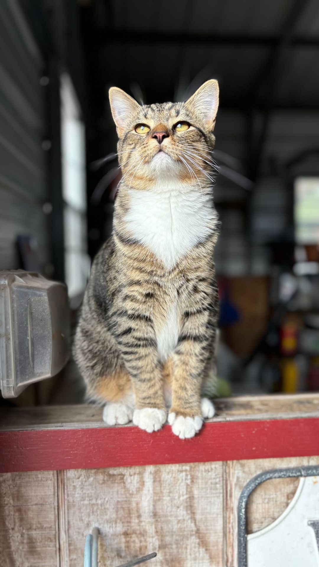 A cat is sitting on a wooden fence with its eyes closed.