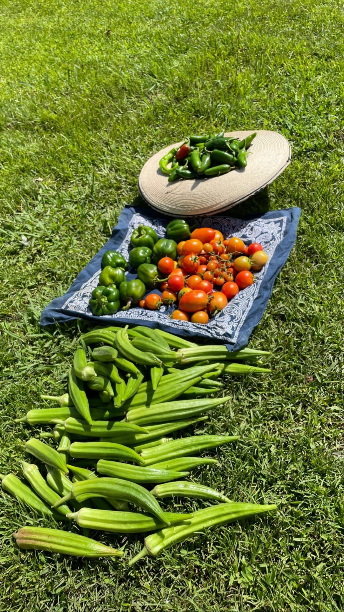 There are many different types of vegetables on the grass.