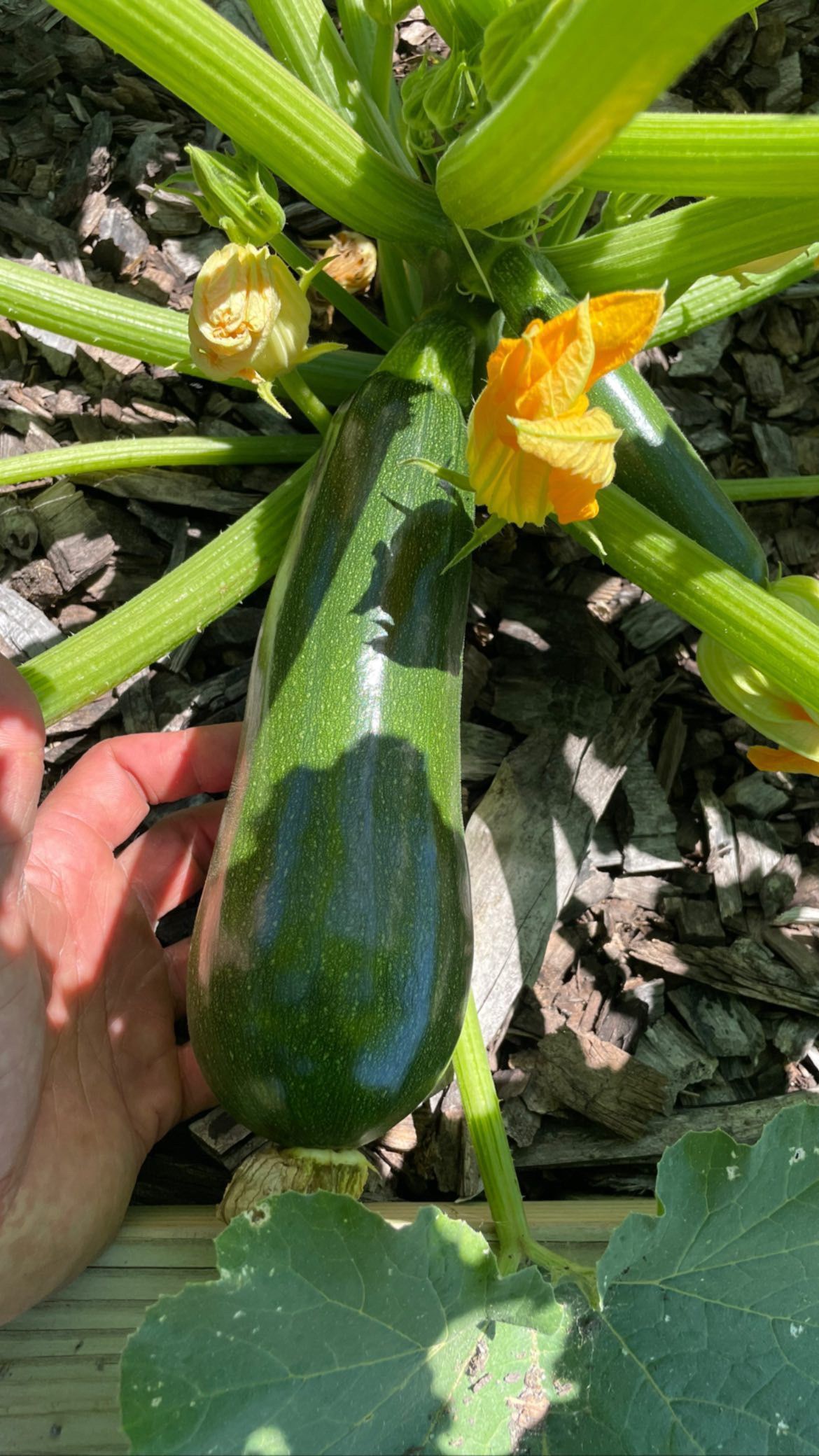 A person is holding a zucchini growing on a plant.