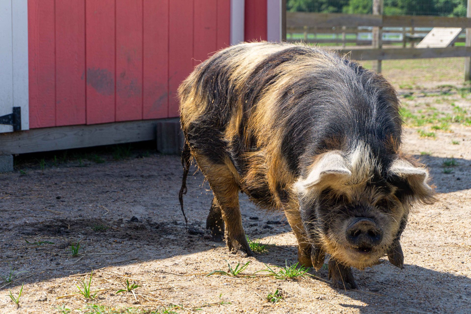Kunekune Pig