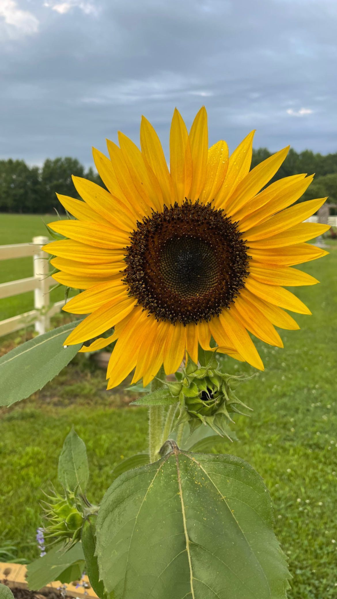 A close up of a sunflower in a field with a white fence in the background.