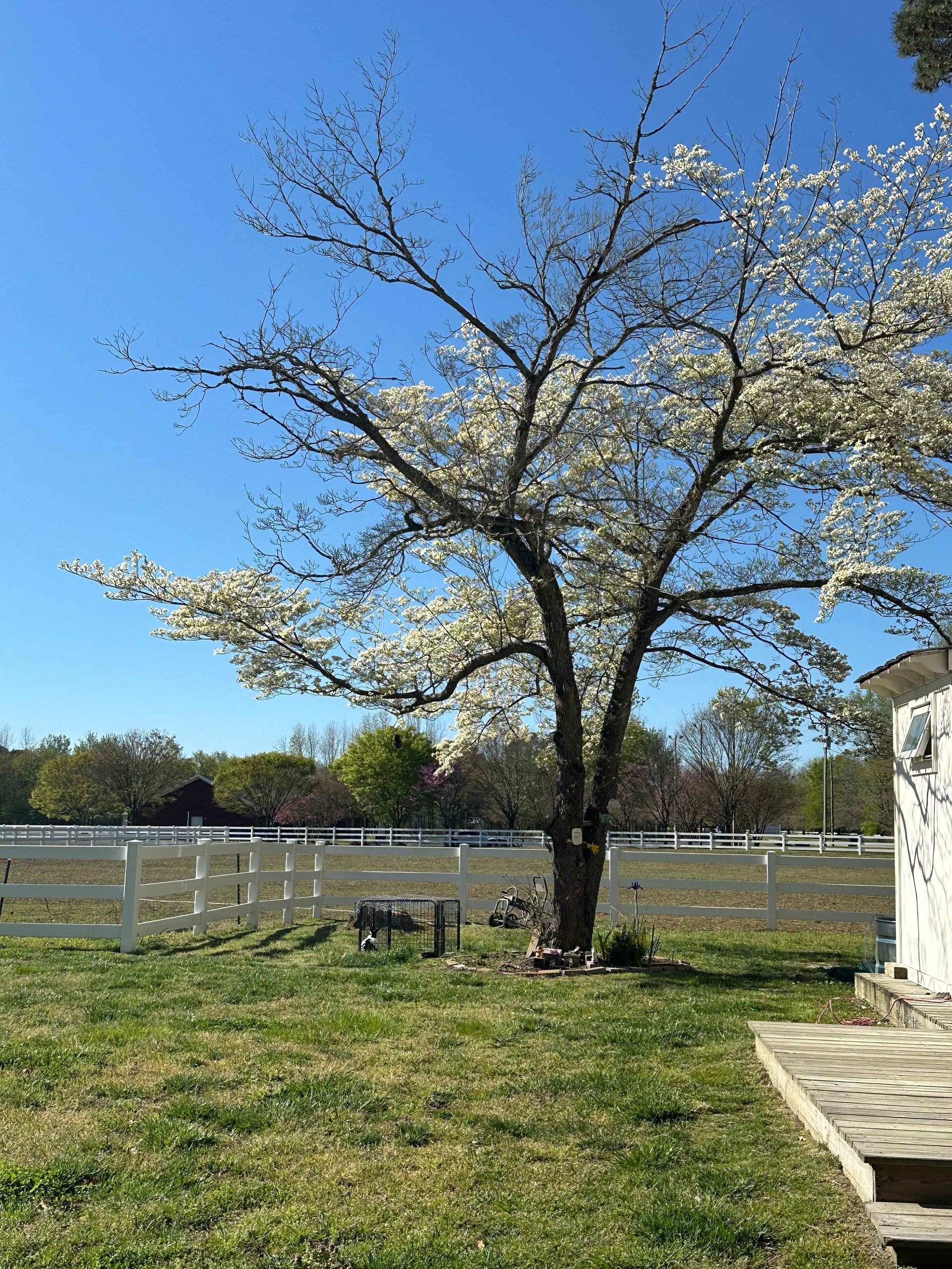 A tree with white flowers is in the middle of a grassy field.