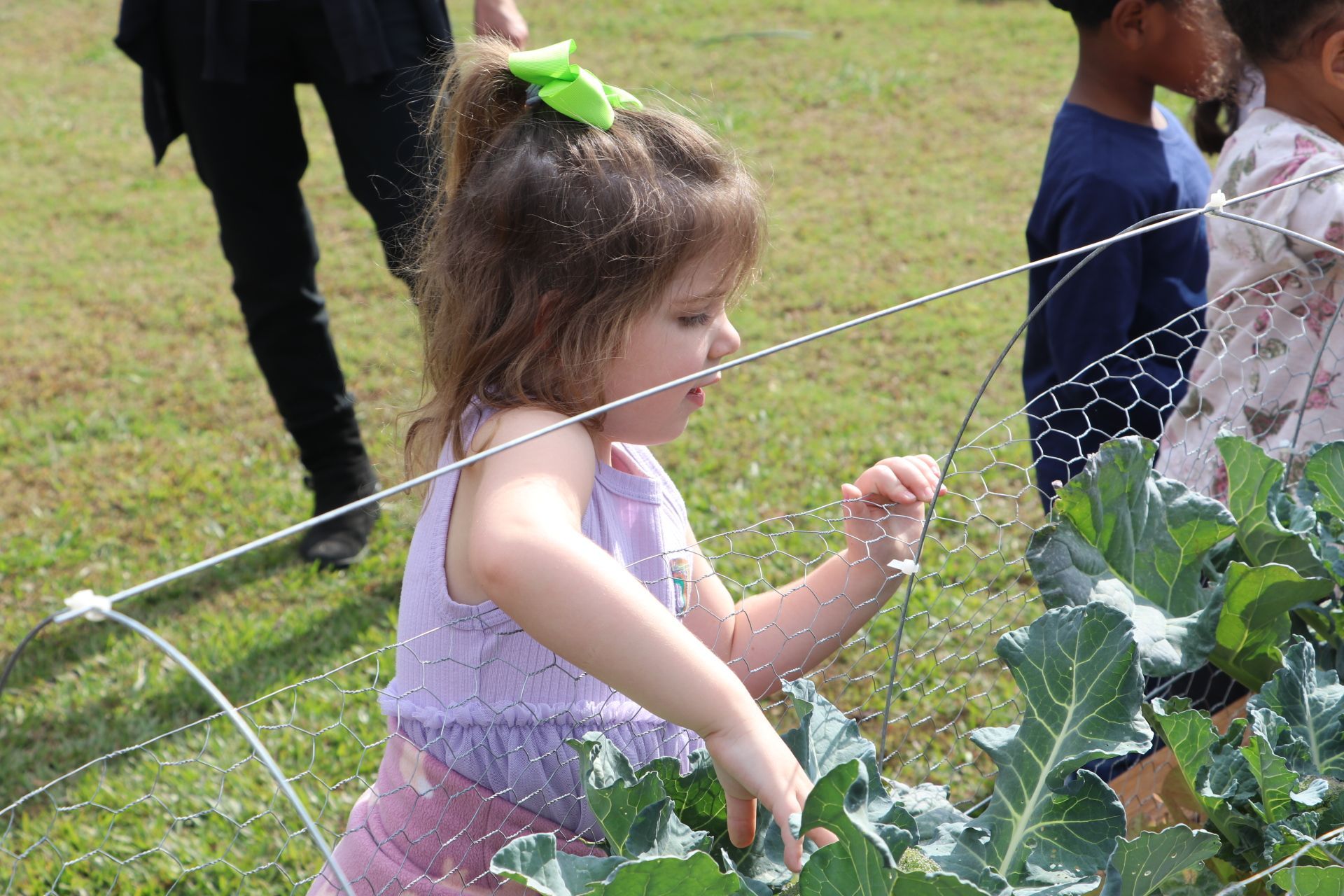 A Montessori child is picking something from a garden.