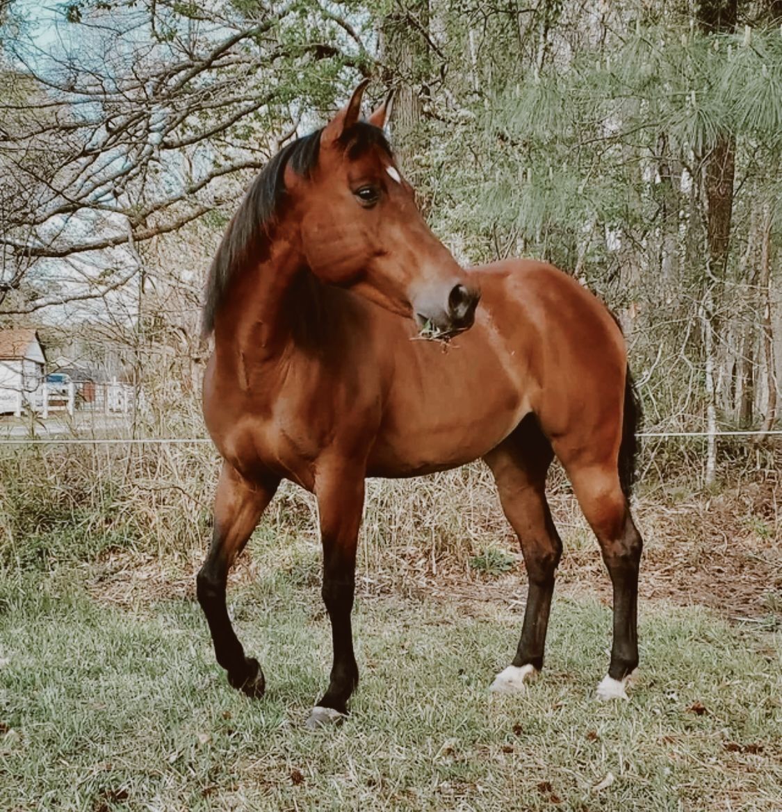 Quarter Horse