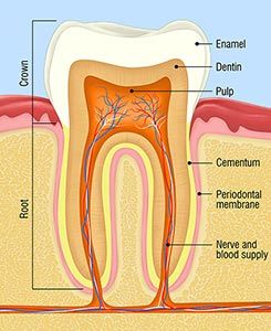 Human Tooth - Endodontic treatments in Hemet, CA