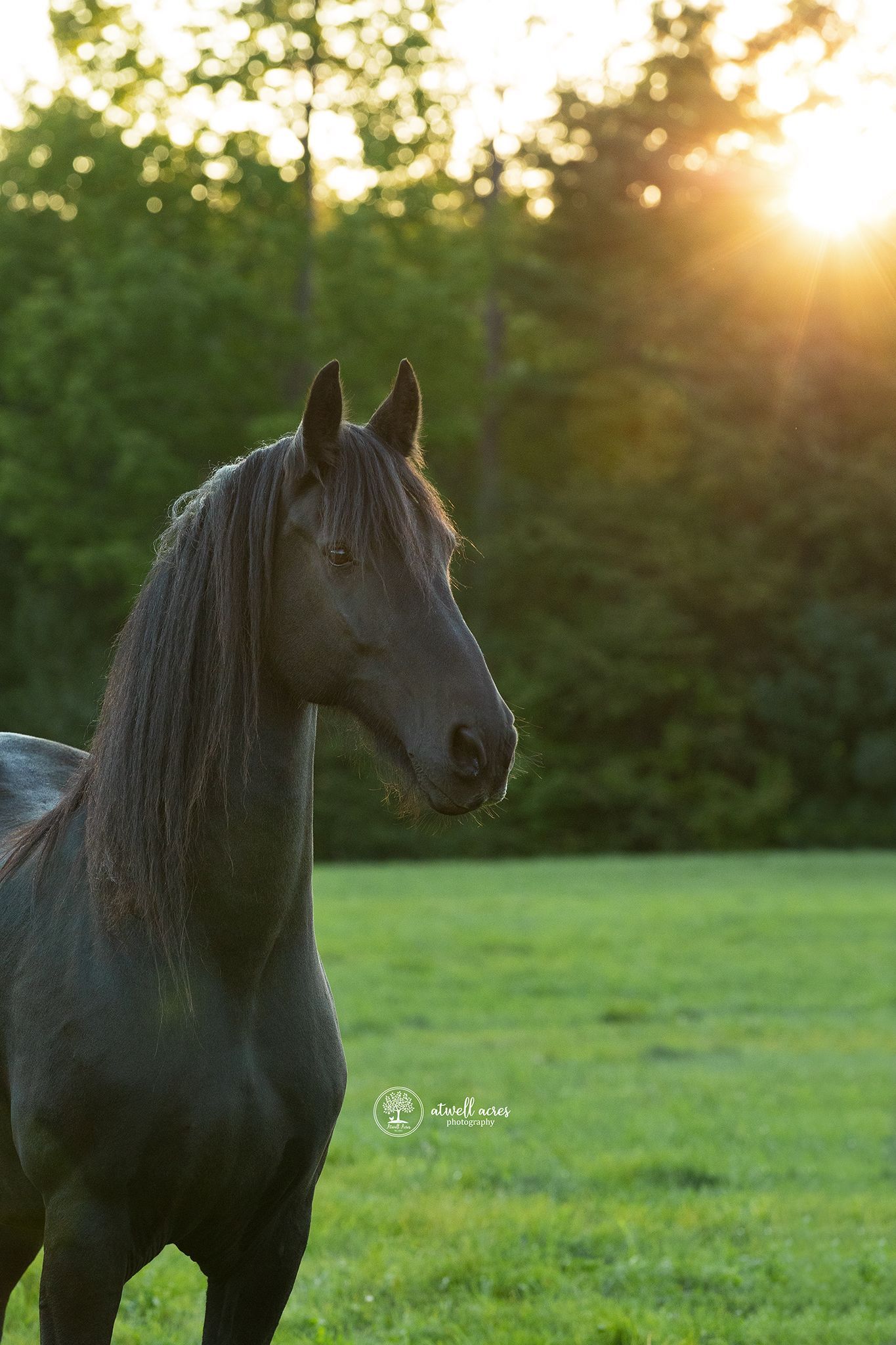 Dog and Farm photo, picture of livestock