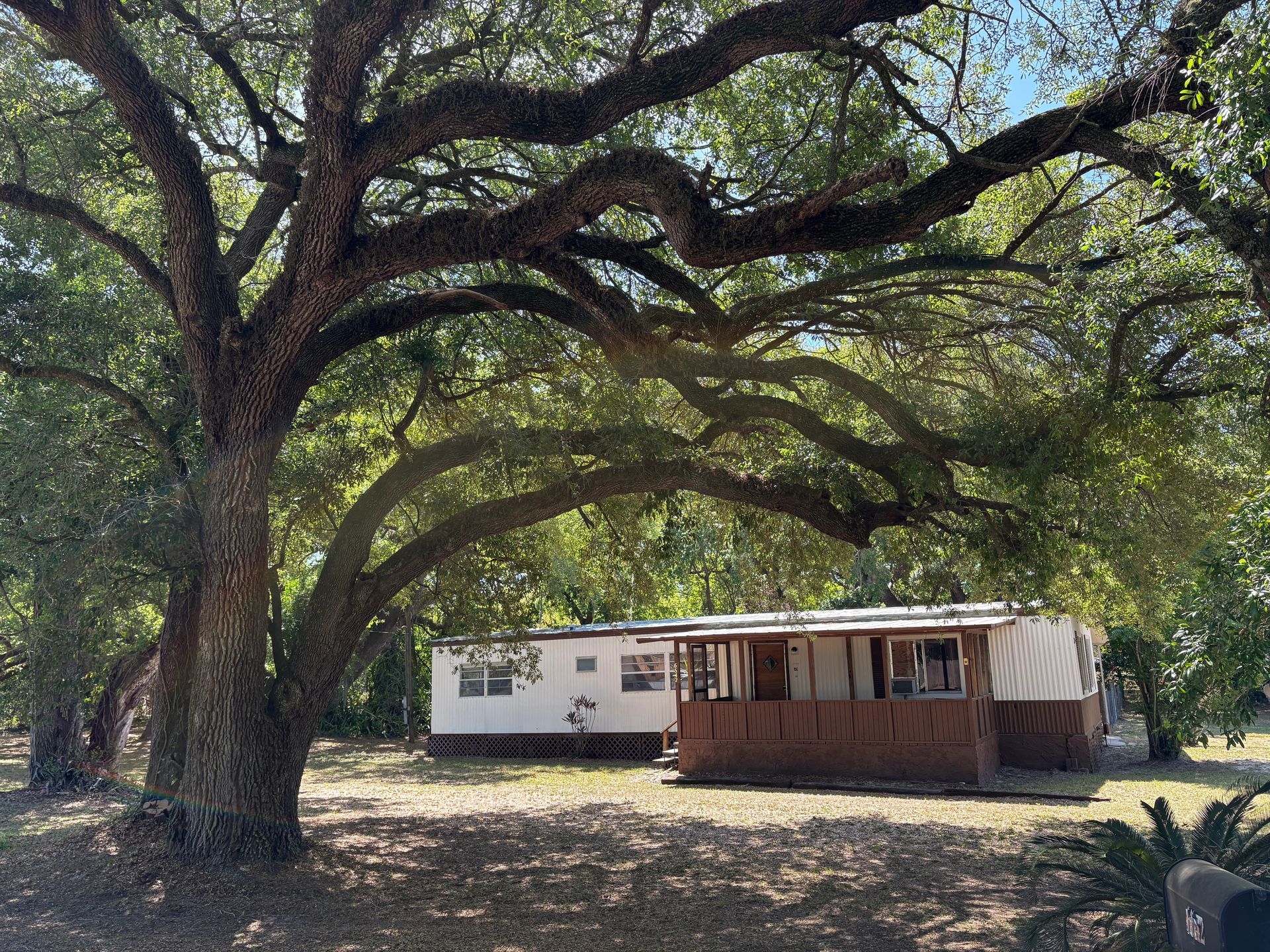 Two trailers under the shade of a large tree with sprawling branches; sunny day.