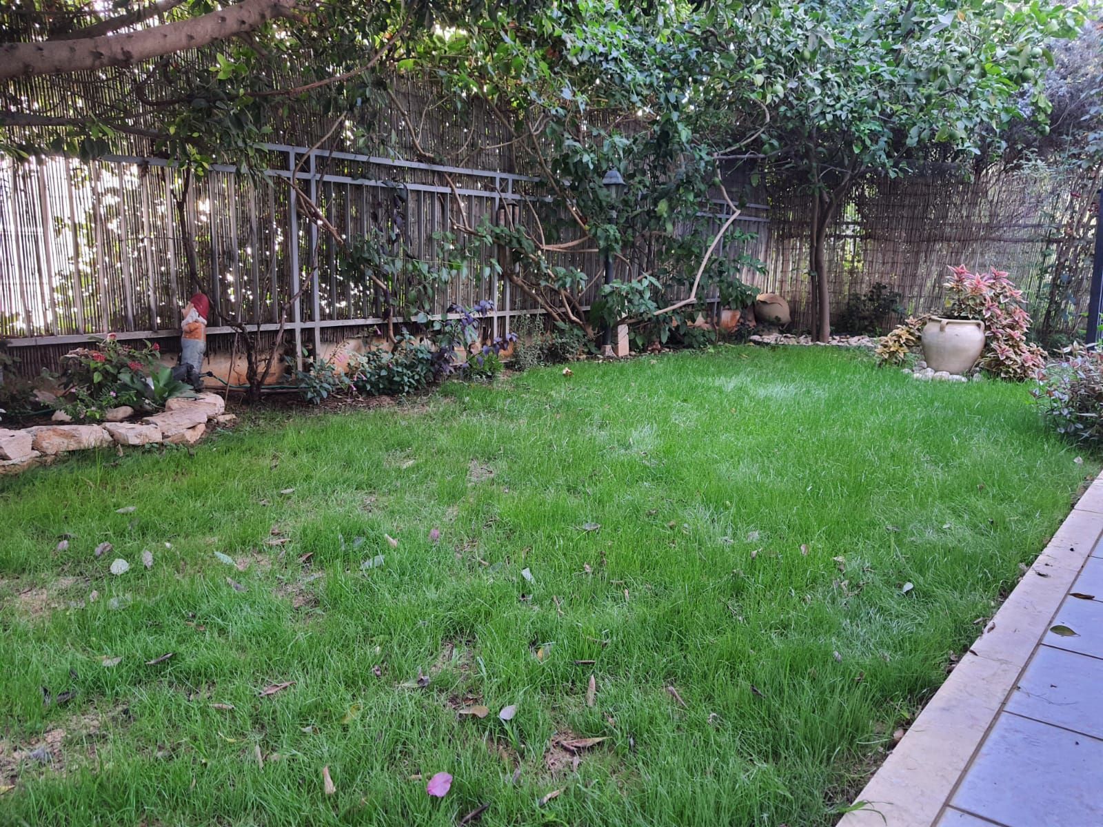 חצר אחורית עם מדשאה ירוקה ושופעת וגדר.