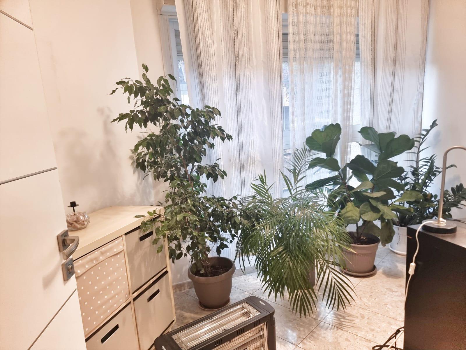 סלון מלא בעציצים ותנור חימום.