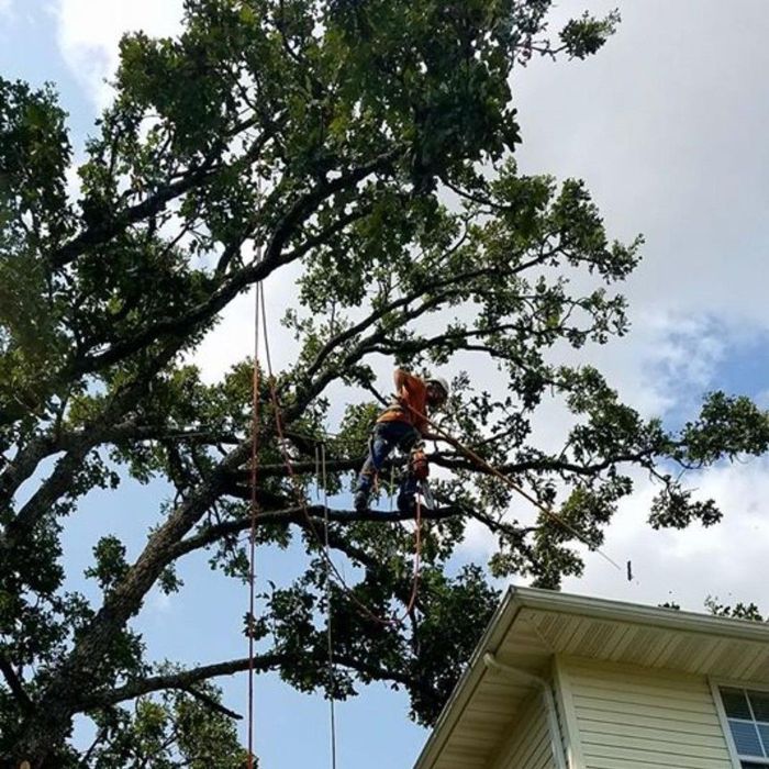 Arborist in orange shirt trimming a large tree, ropes visible. Cloudy sky, next to a house.