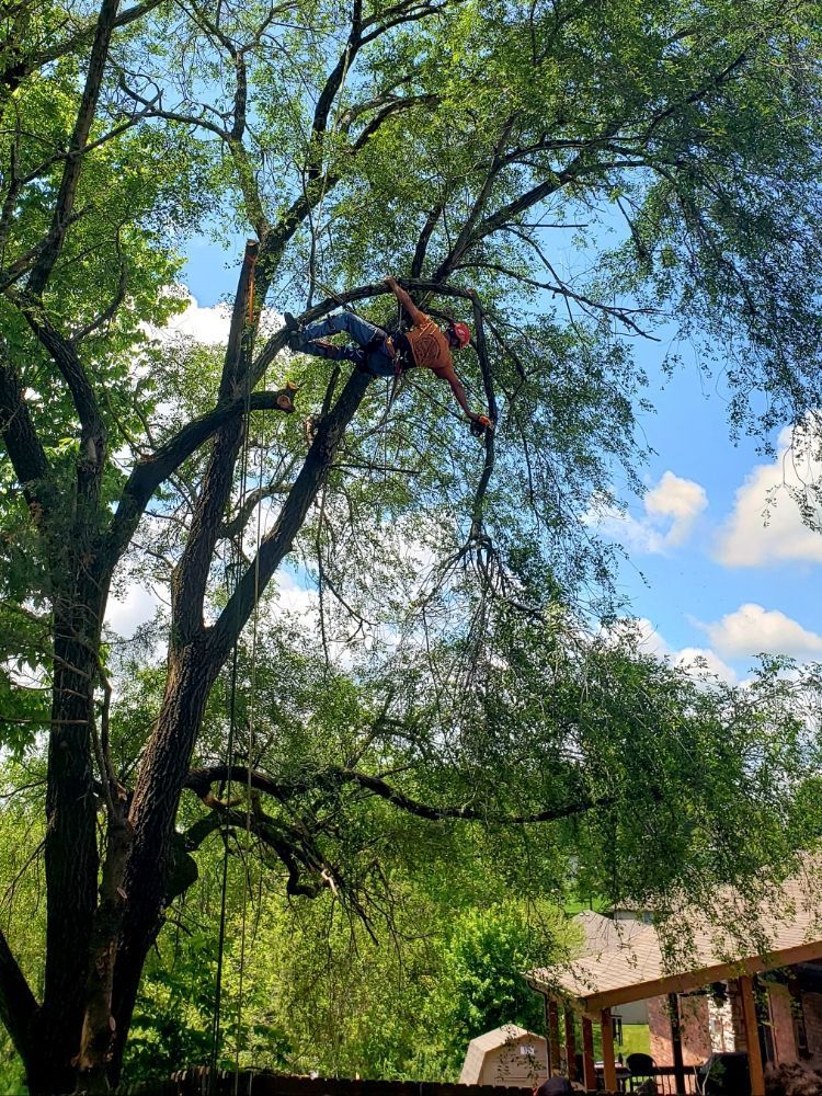 Arborist in tree, cutting branches. Blue sky, sunny. Man in safety harness, tree limbs.