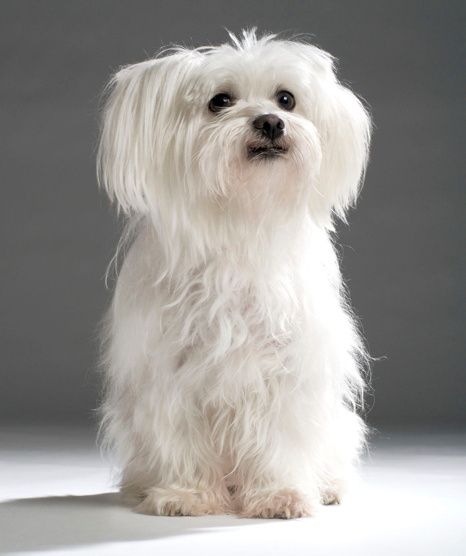 A small white dog is sitting on a white surface and looking at the camera.