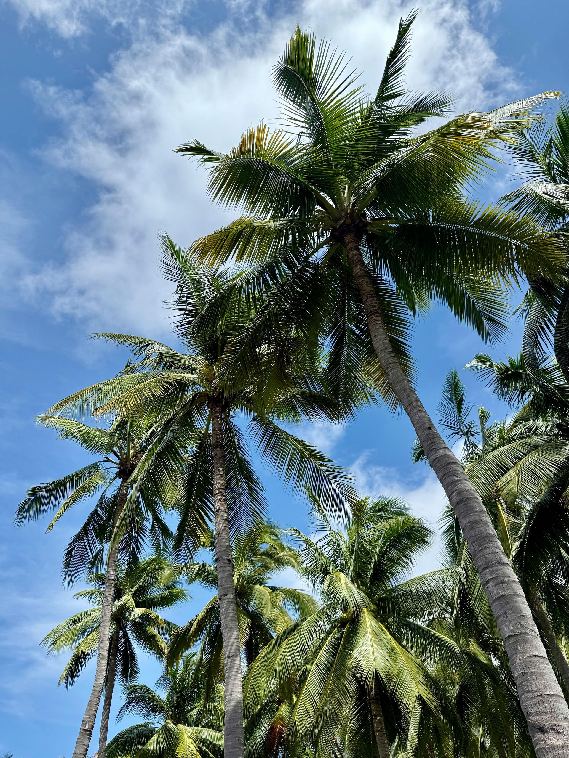A group of palm trees against a blue sky with clouds