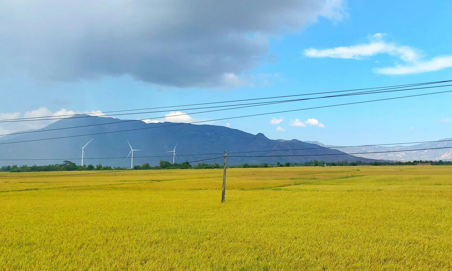 A flock of birds flying over a field with mountains in the background.