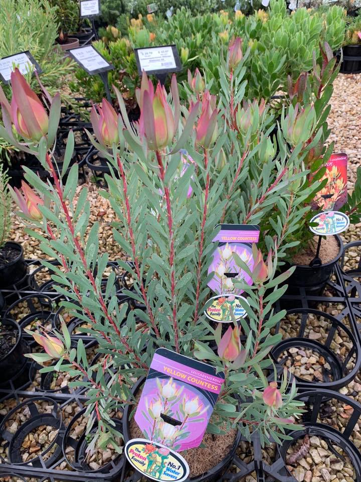 Horticulture Gallery Image 11