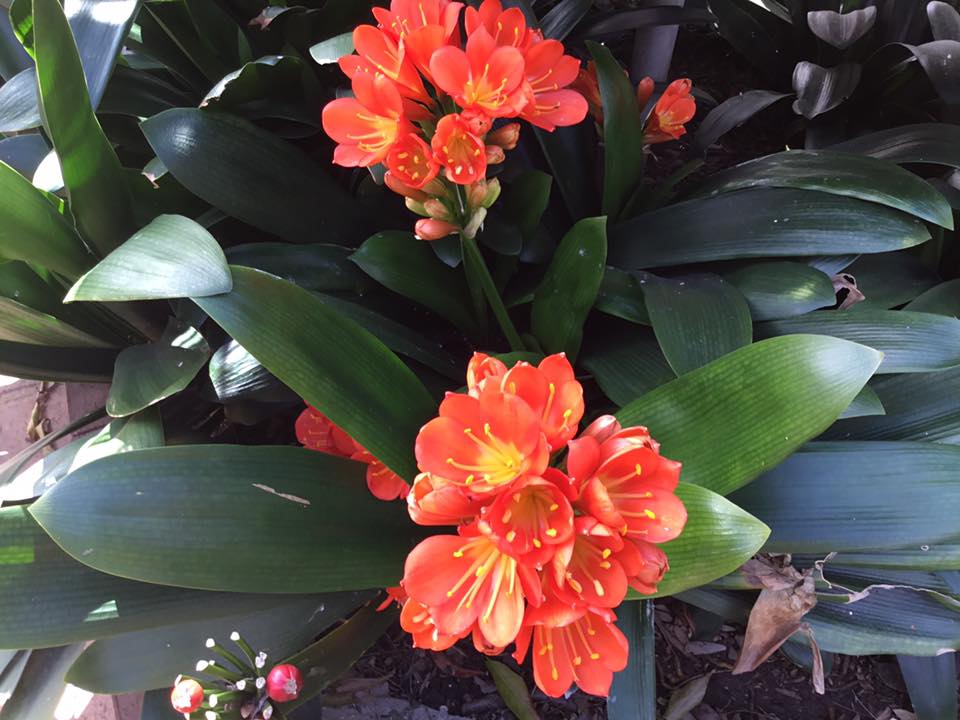 Horticulture Gallery Image 12