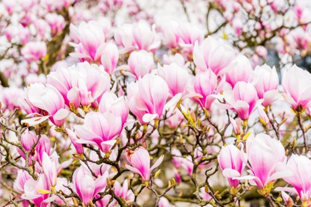 Horticulture Gallery Image 6