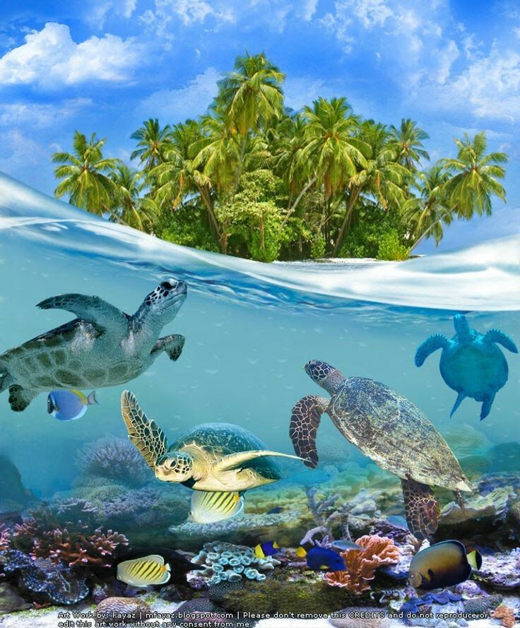 A group of sea turtles are swimming in the ocean