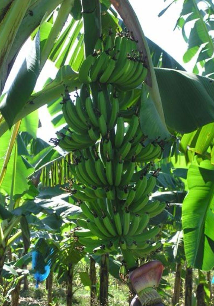 A bunch of green bananas hanging from a tree