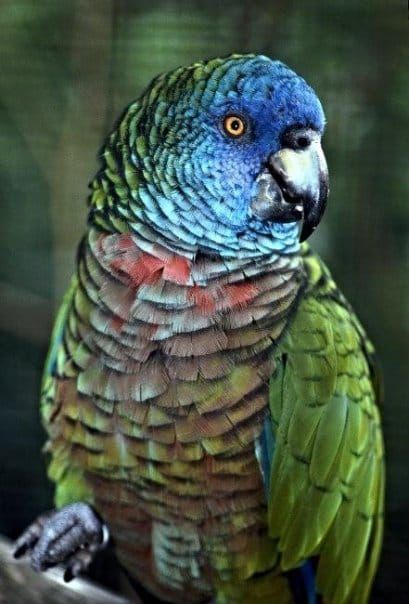 A blue and green parrot is perched on a branch