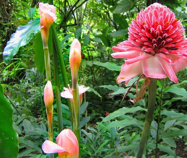A close up of a pink flower in a garden