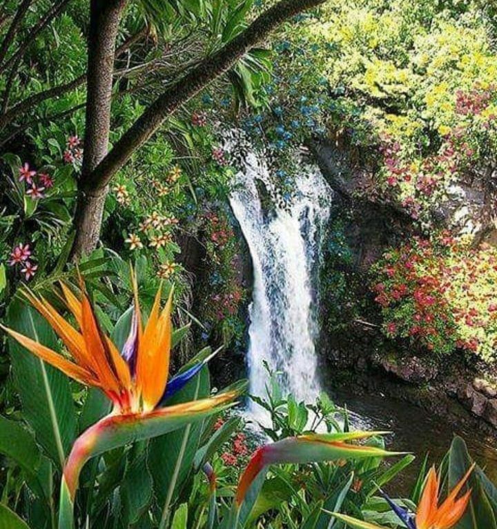 A waterfall is surrounded by flowers and trees