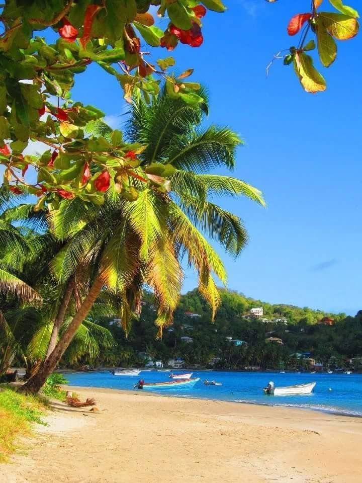A tropical beach with palm trees and boats in the water