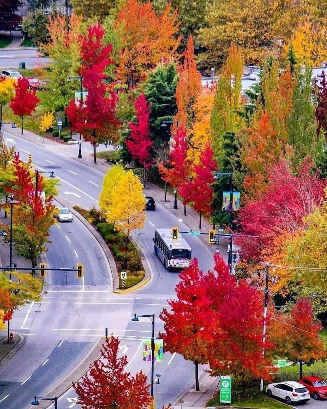A bus is driving down a street surrounded by colorful trees