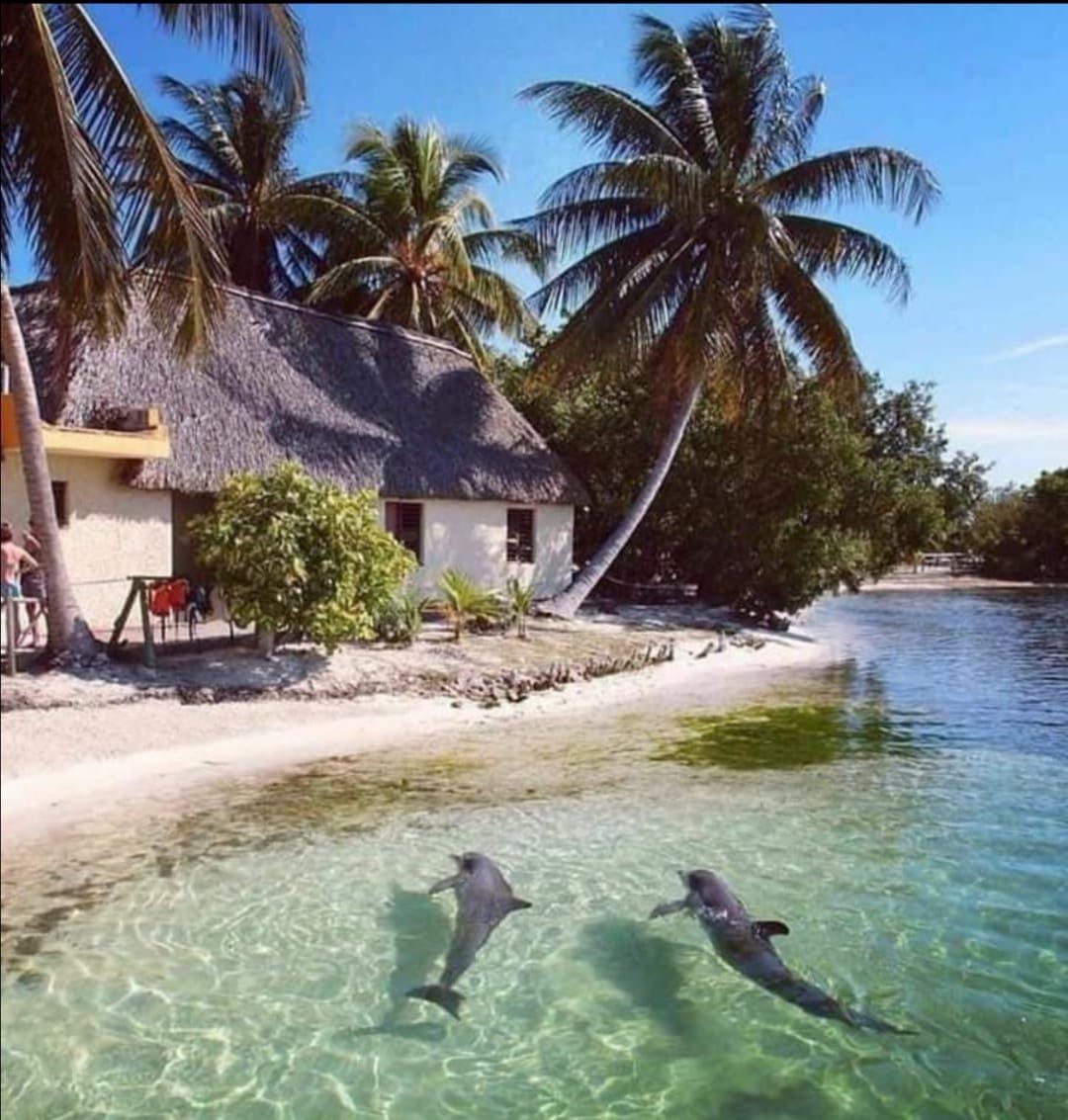 Two dolphins are swimming in the water near a house