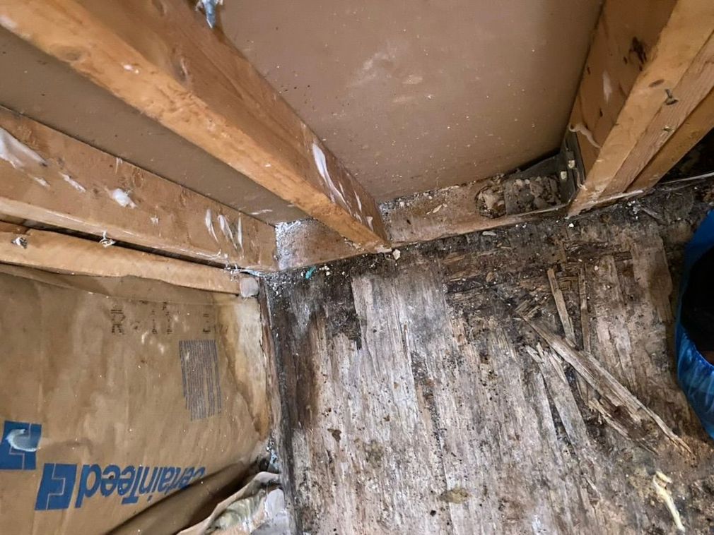 Mold on a wood — Ocala, FL — All Dry Services