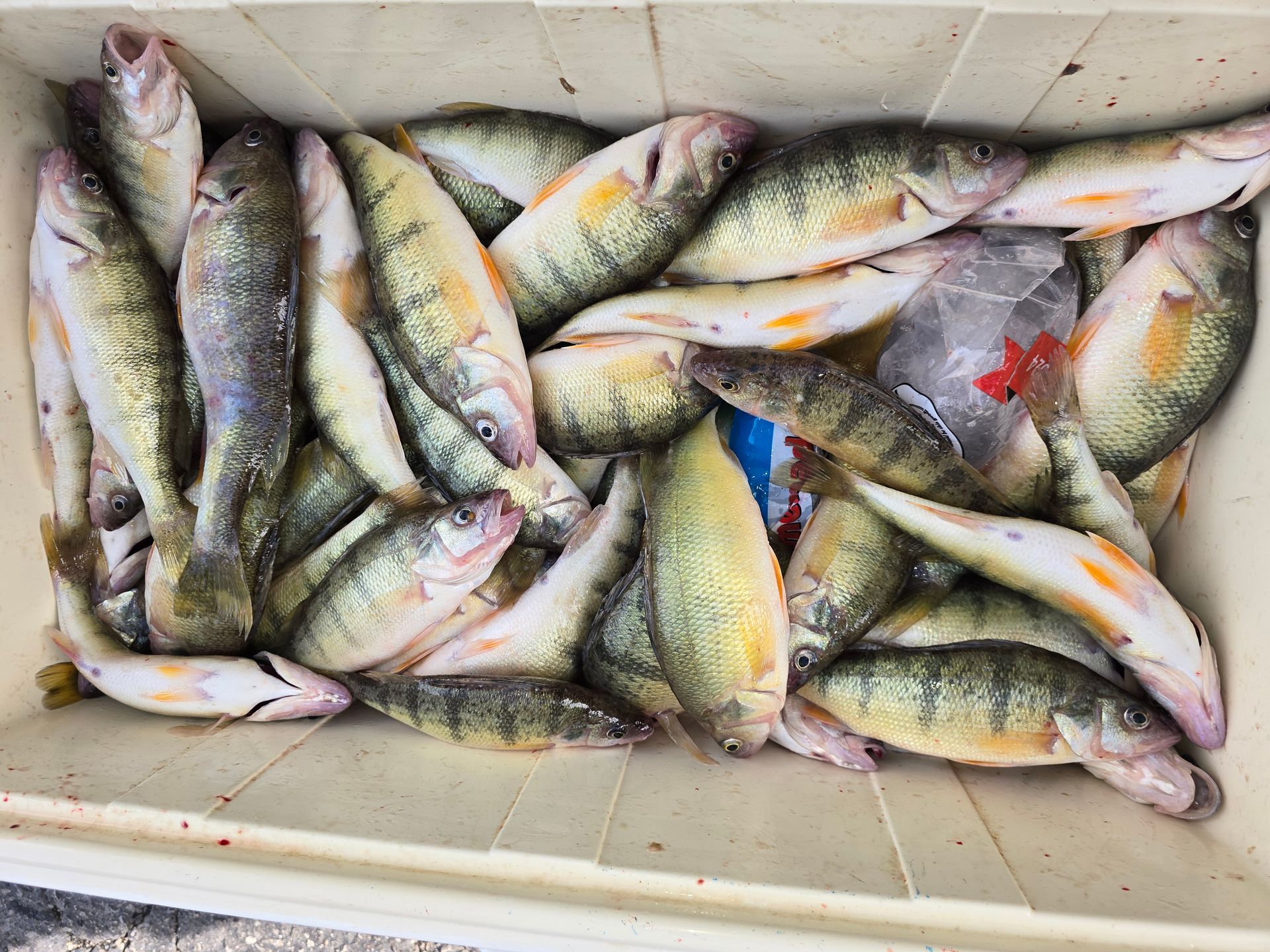 Perch Limit