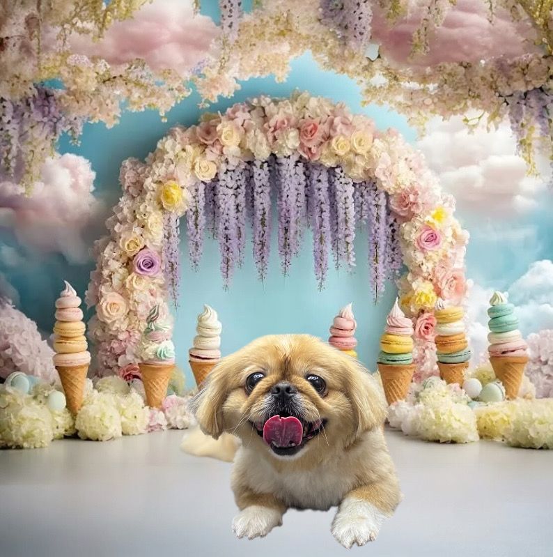 A Pekingese dog with its tongue out sits in front of a floral archway decorated with ice cream cones and clouds.