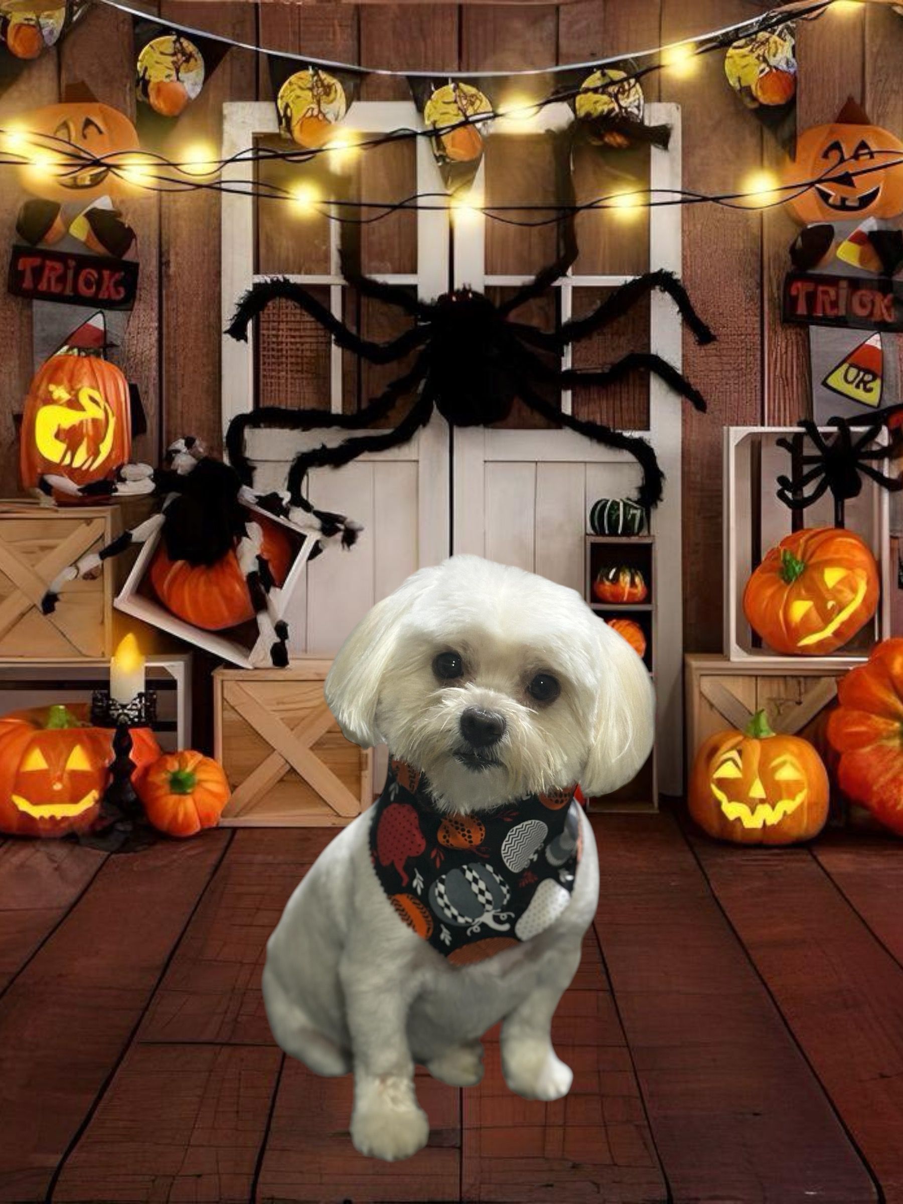 A white dog with a patterned bandana sits in front of a door decorated with pumpkins, string lights, and a large spider.