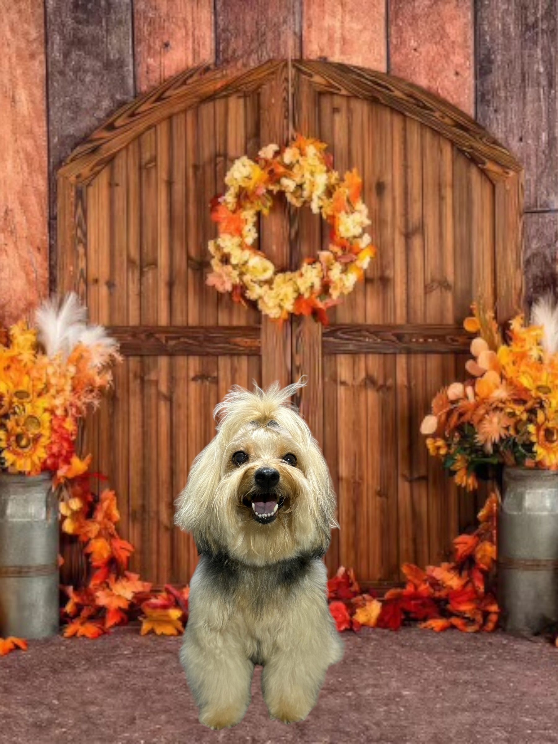 A fluffy, light-colored dog sits in front of a rustic wooden door with an autumn wreath and fall floral arrangements.