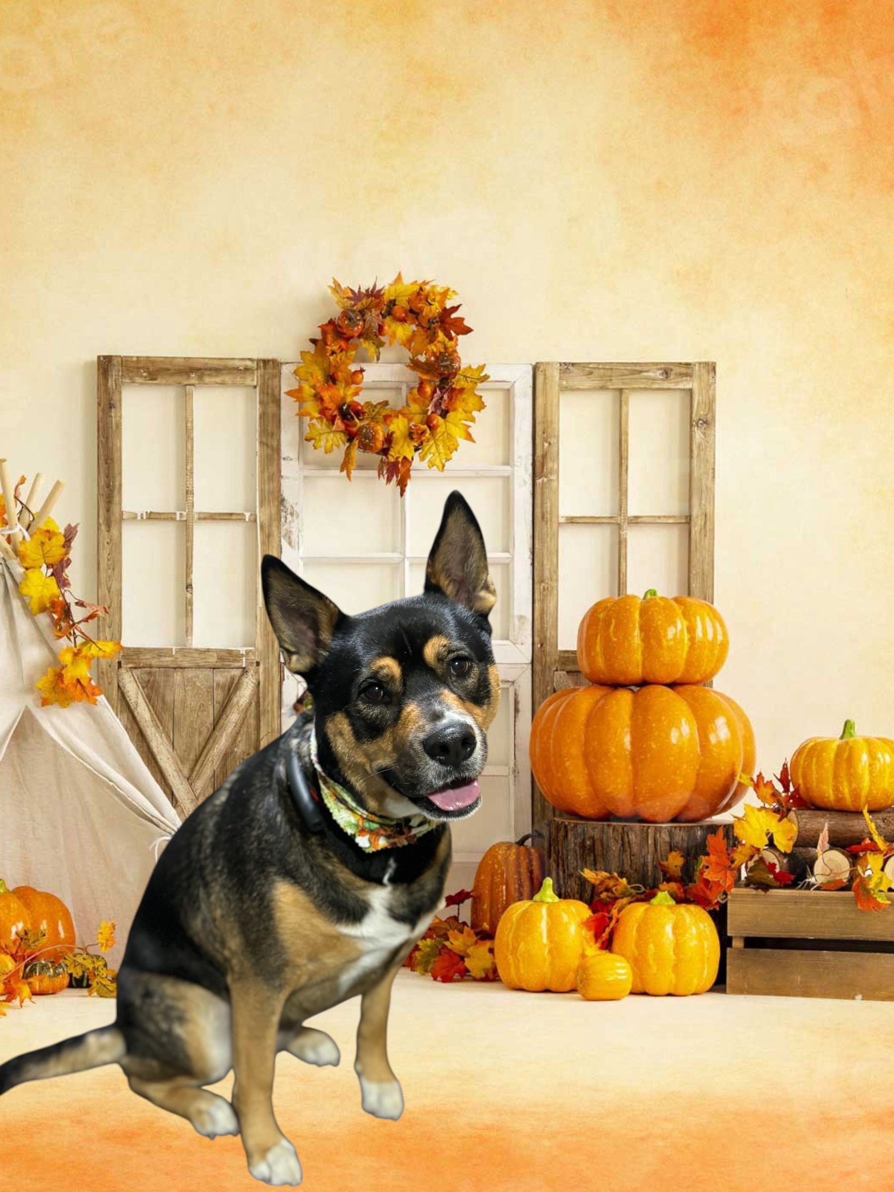 A medium-sized black and tan dog sits in front of a window backdrop decorated with autumn leaves and pumpkins.
