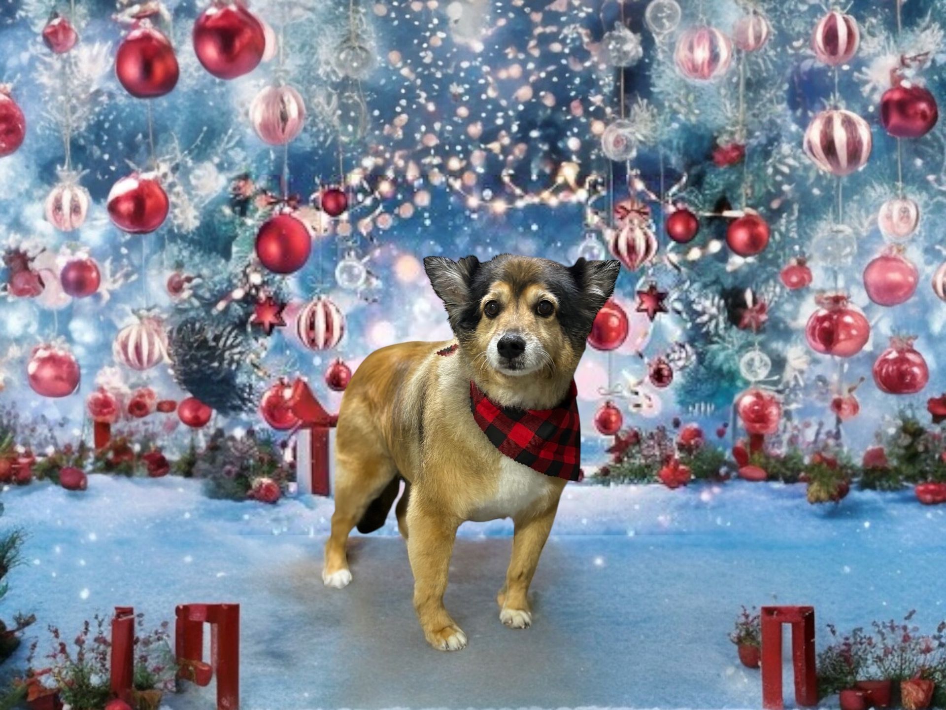 A small dog wearing a red and black plaid bandana stands in front of a holiday backdrop with red ornaments and snow.