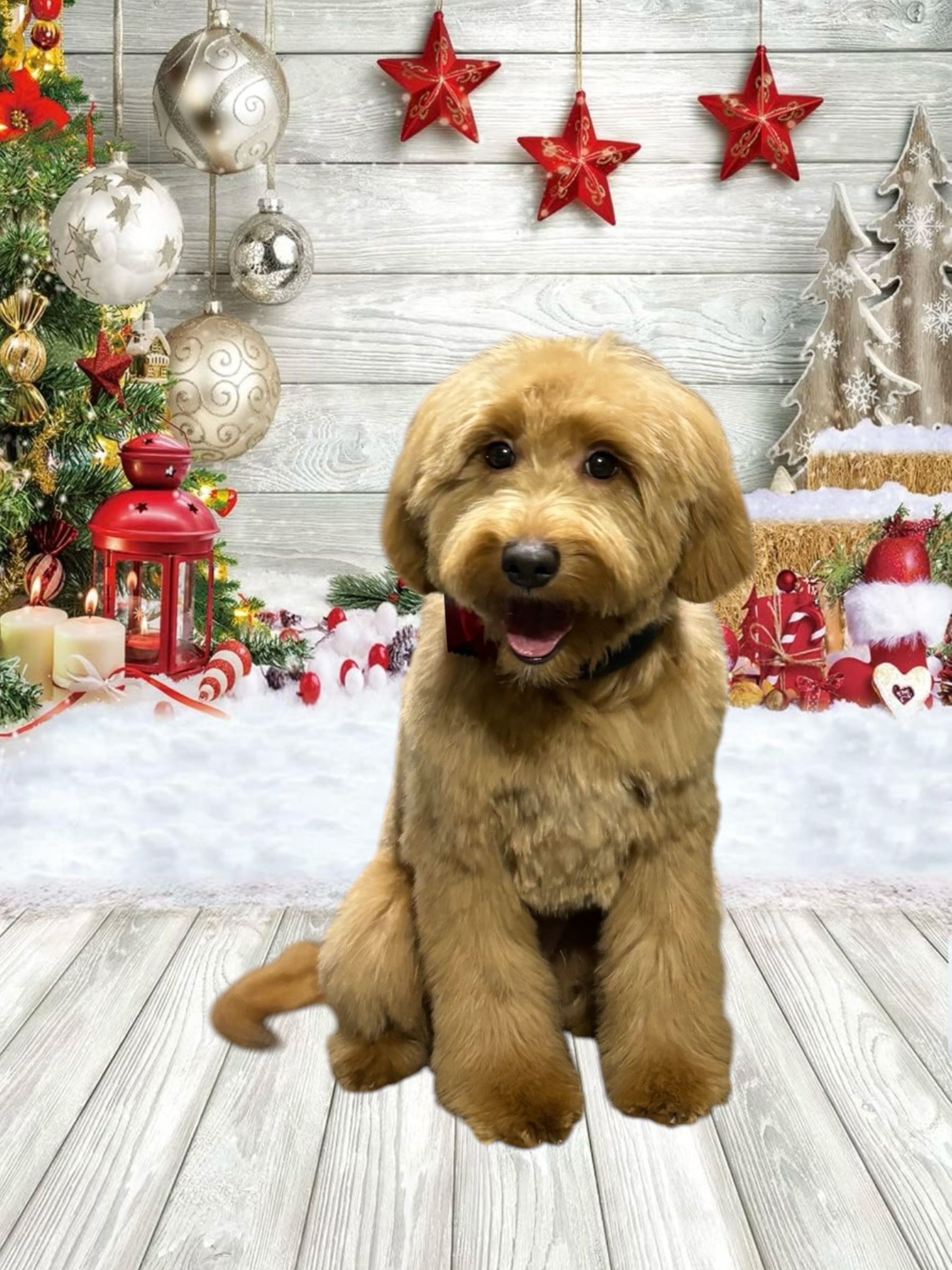 A fluffy, light-brown dog sits centered in a studio Christmas setting with ornaments, a tree, and red stars.