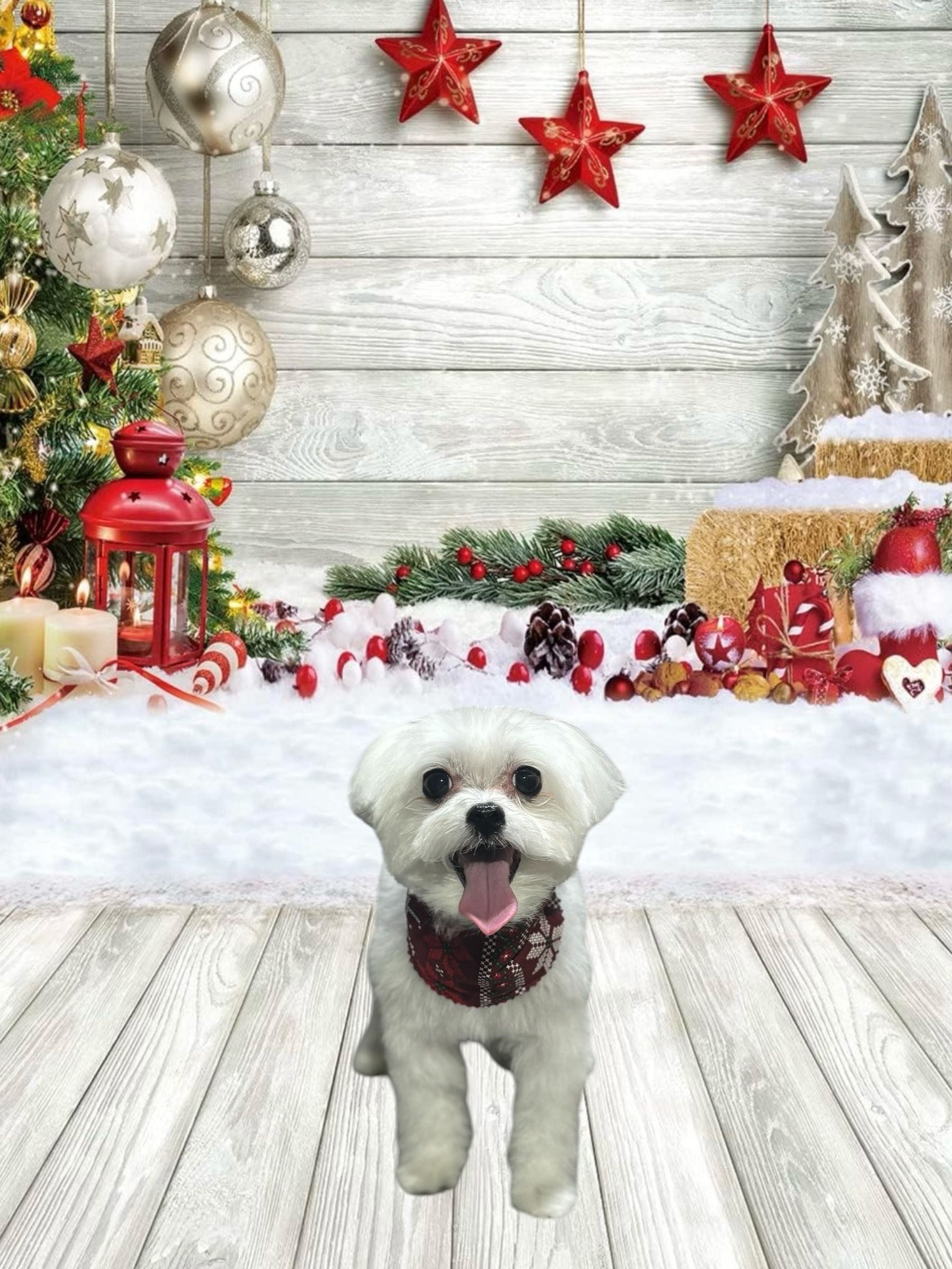 A small, white, fluffy dog wearing a festive collar stands on a wooden floor in a Christmas-themed setting.