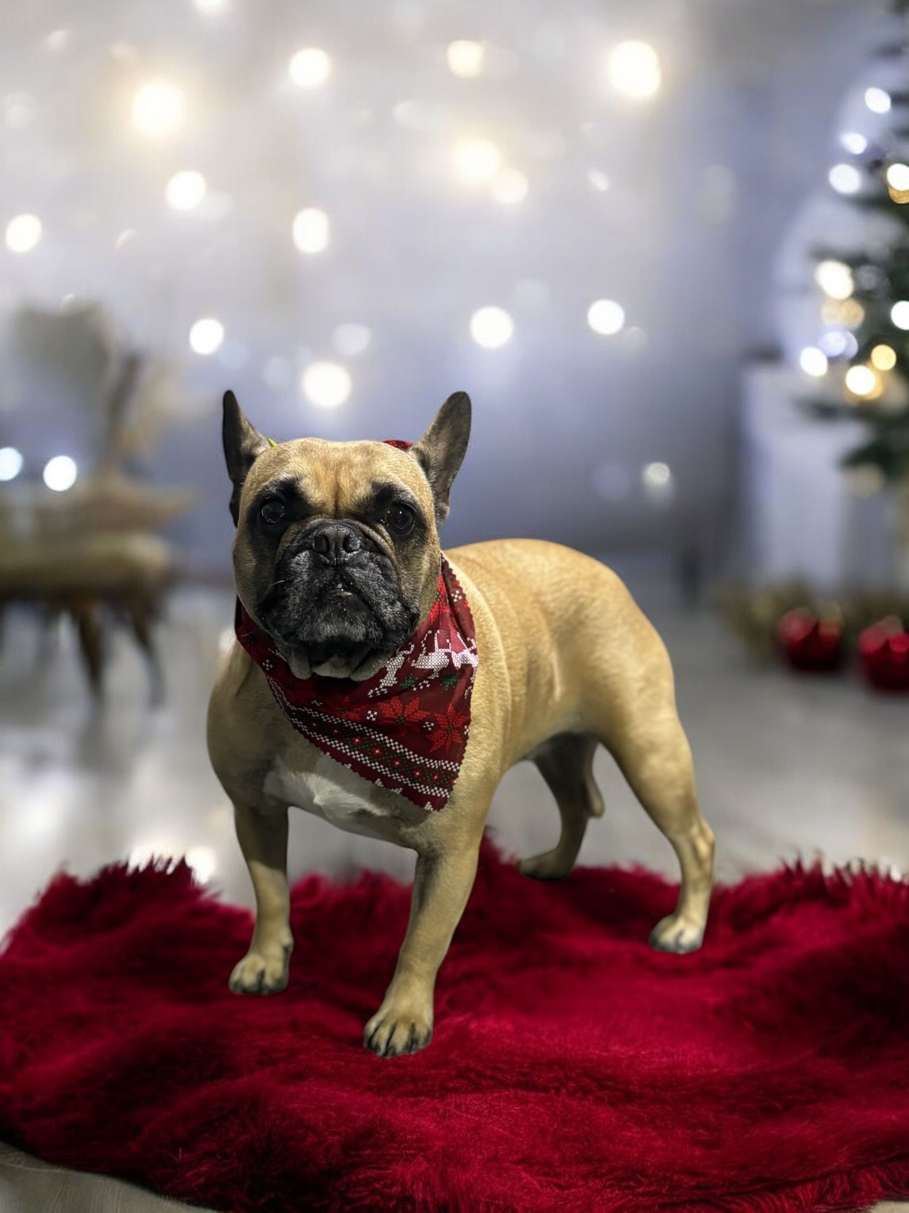 A fawn French Bulldog wearing a red patterned bandana stands on a red faux fur rug against a festive, bokeh-lit backdrop.