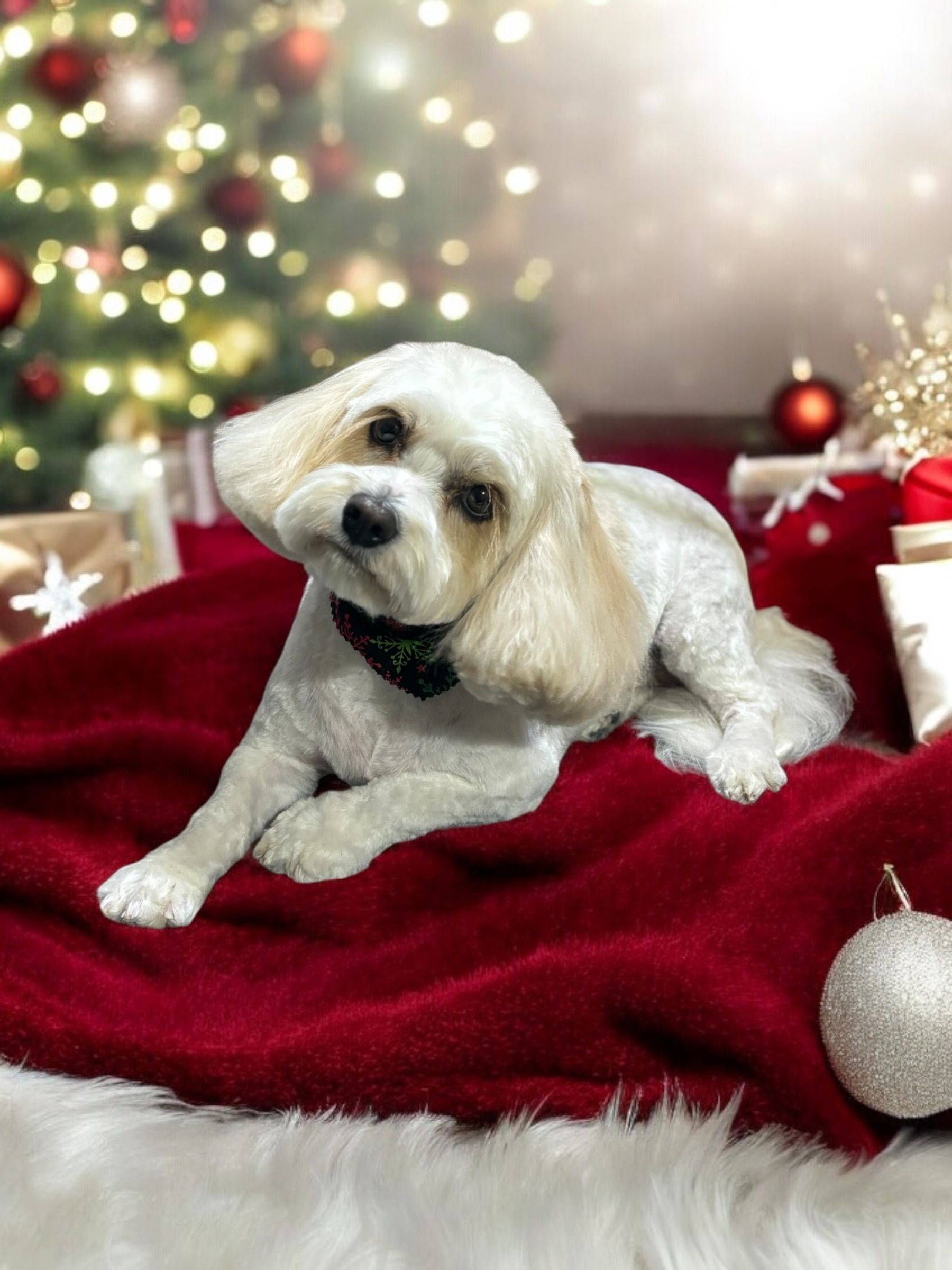 A small, cream-colored dog with a dark bowtie sits on a red blanket against a festive Christmas tree background.