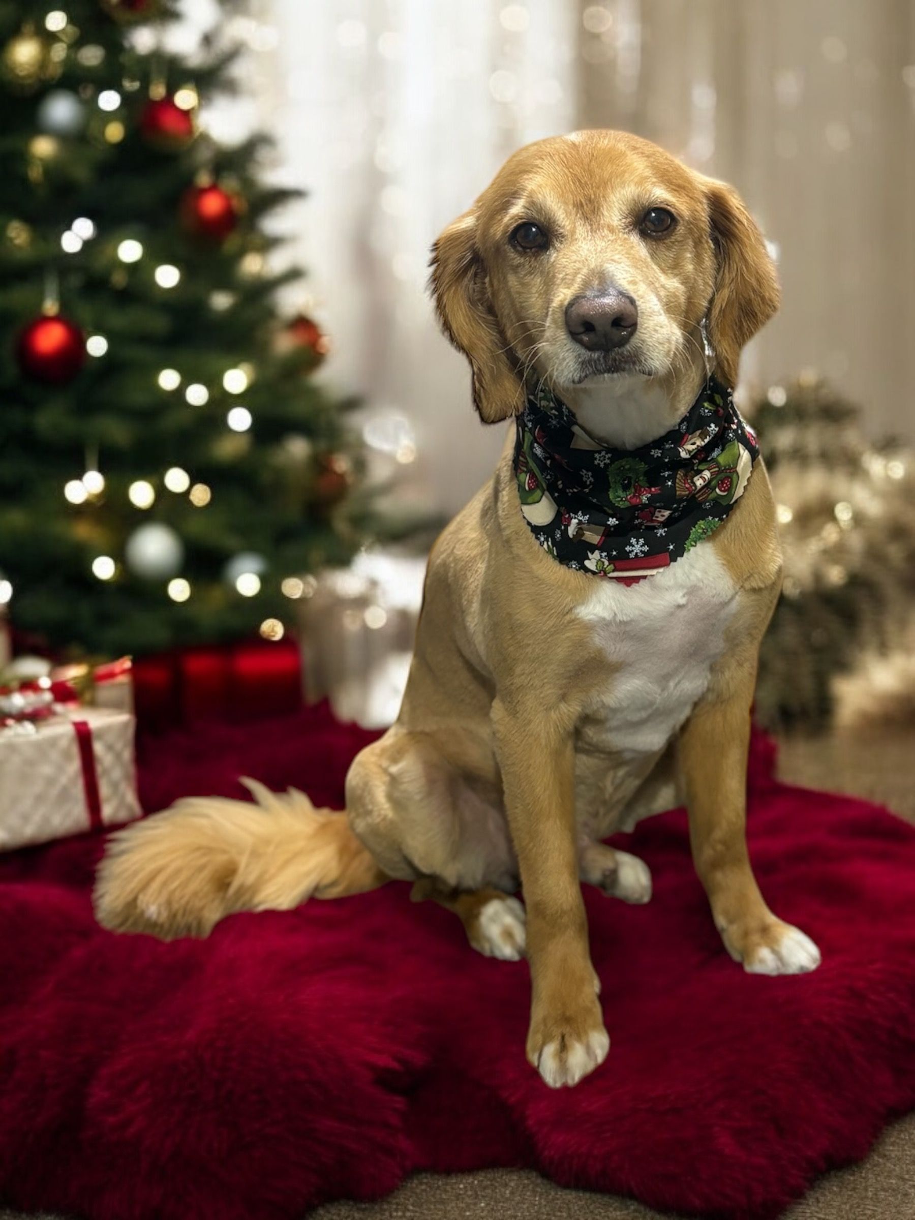 A tan dog wearing a festive patterned bandana sits on a red rug in front of a decorated Christmas tree with gifts.