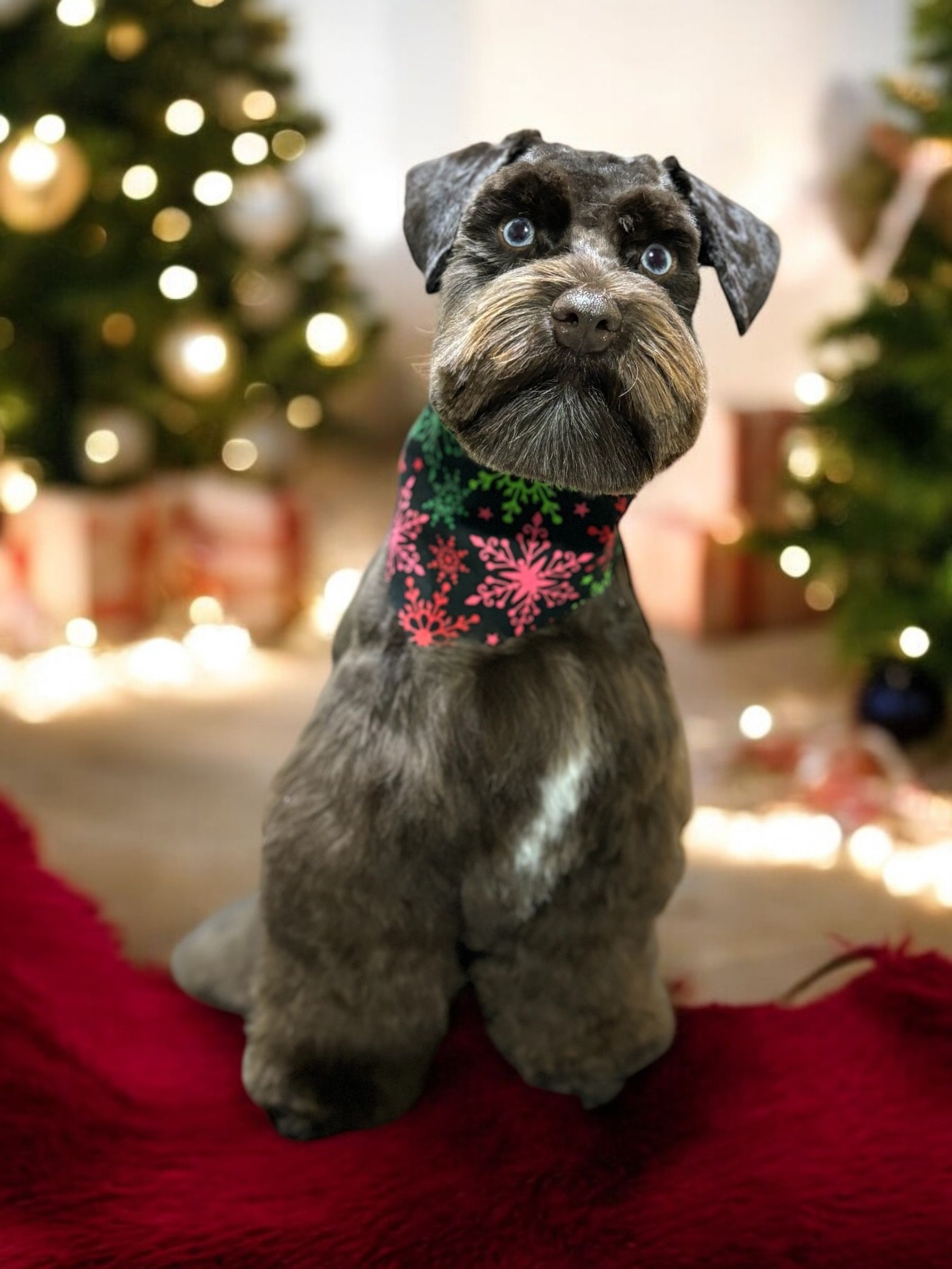 A gray schnauzer wearing a festive snowflake bandana sits on a red rug in front of a blurred Christmas tree.
