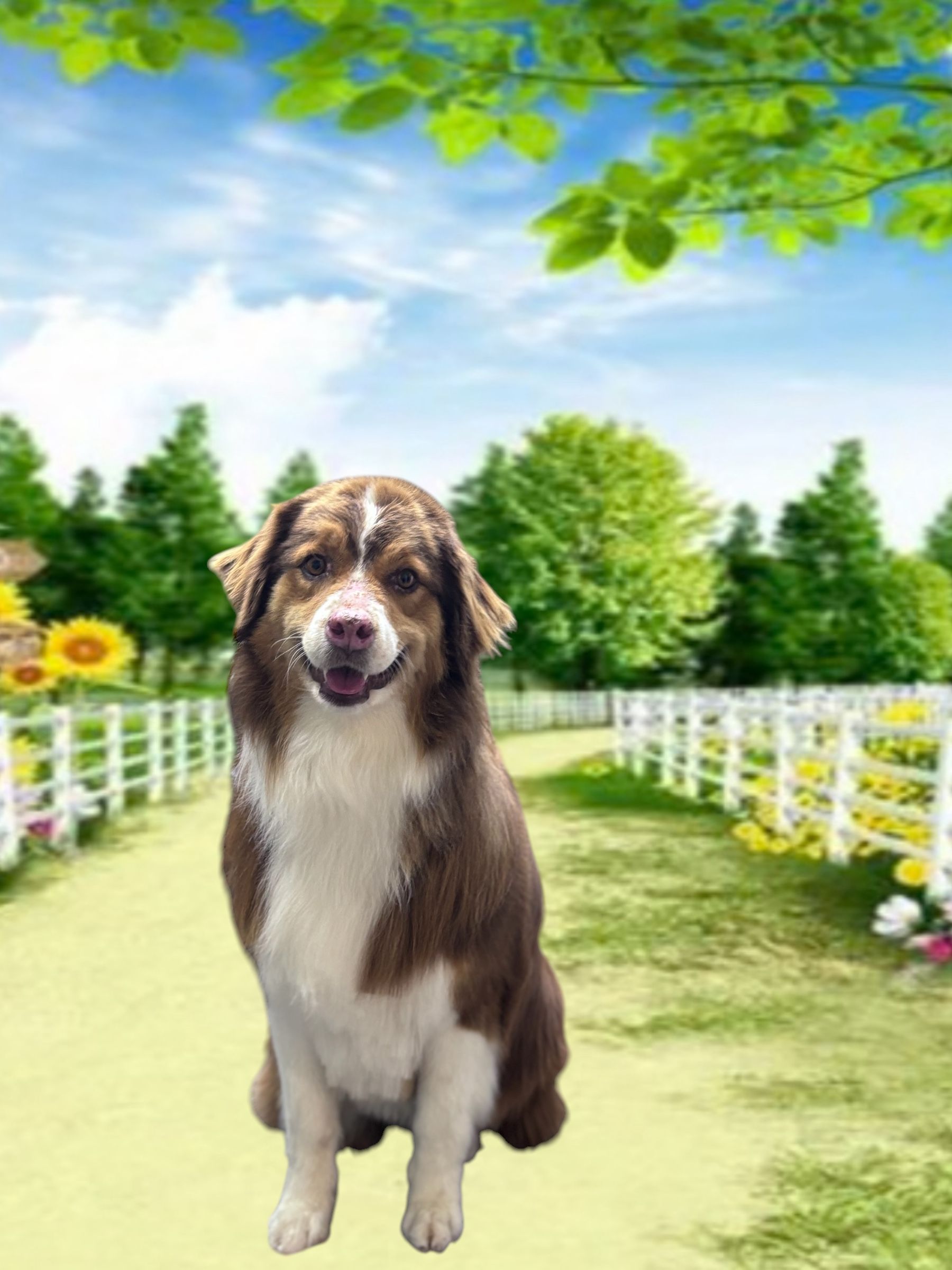 A brown and white Australian Shepherd sits happily on a grassy path between white fences in a sunny park.