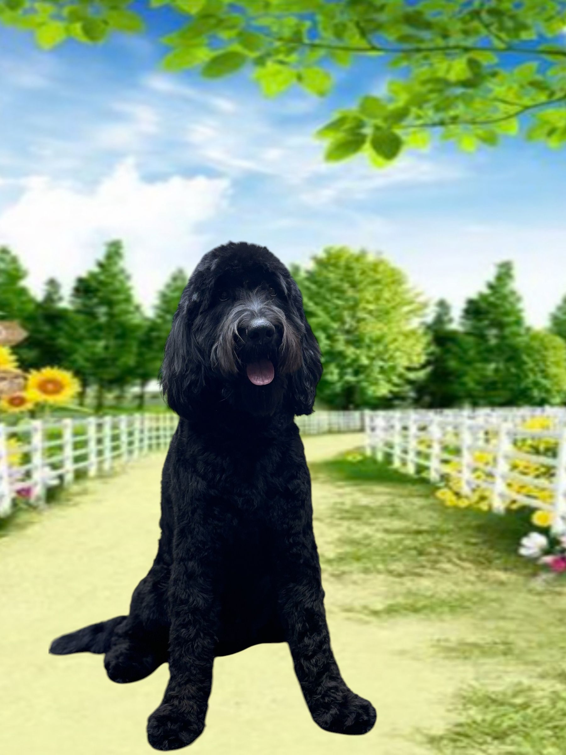 A black, curly-coated dog sits on a path in a sunny, green park with a white picket fence.